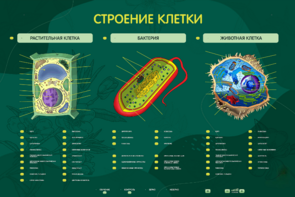 Электрифицированный стенд "Строение клетки" с маркерными полями - fgospostavki.ru - Владимир