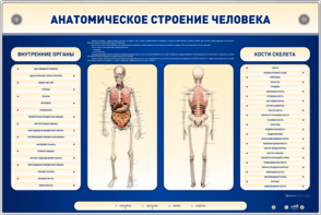 Электрифицированный стенд-тренажер c макетом скелета "Анатомическое строение человека" - fgospostavki.ru - Владимир