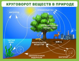 Стенд "Круговорот веществ" - fgospostavki.ru - Владимир