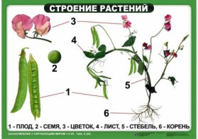 Комплект таблиц "Ознакомление с окружающим миром 1-4 класс" - fgospostavki.ru - Владимир