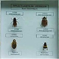 Коллекция энтомологическая "Представители отряда насекомых" - fgospostavki.ru - Владимир