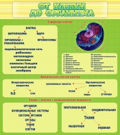 Стенд "От клетки до организма" - fgospostavki.ru - Владимир