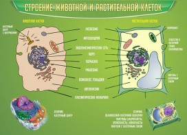 Стенд "Строение животной и растительной клеток" - fgospostavki.ru - Владимир