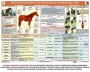 Комплект плакатов "Служебное коневодство" - fgospostavki.ru - Владимир