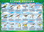 Комплект таблиц "Птицы России (4 листа)" (100х140 сантиметров, винил) - fgospostavki.ru - Владимир