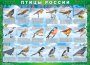 Комплект таблиц "Птицы России (4 листа)" (100х140 сантиметров, винил) - fgospostavki.ru - Владимир