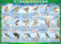 Комплект таблиц "Птицы России (4 листа)" (100х140 сантиметров, винил) - fgospostavki.ru - Владимир