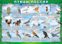 Комплект таблиц "Птицы России (4 листа)" (100х140 сантиметров, винил) - fgospostavki.ru - Владимир