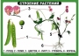 Комплект таблиц "Ознакомление с окружающим миром 1-4 класс" - fgospostavki.ru - Владимир